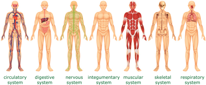 Picture of various systems within the human body