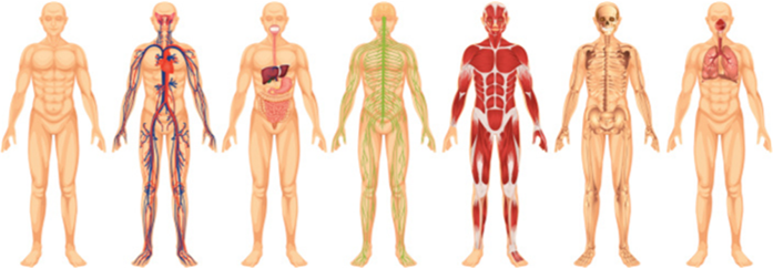 Diagram showing 7 different versions of the human body, each highlighting the components of its different systems